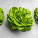 What Is Bibb Lettuce?